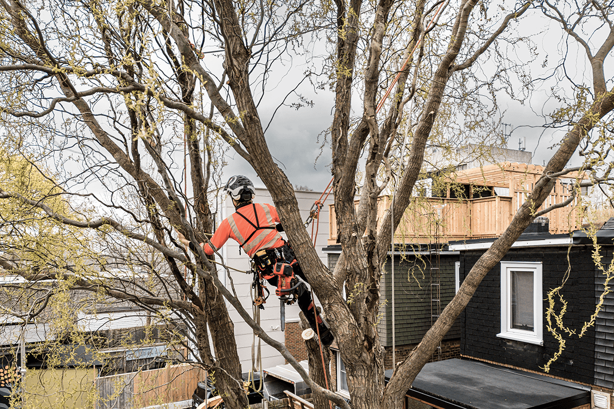 Welcome to Lukes Tree Surgery